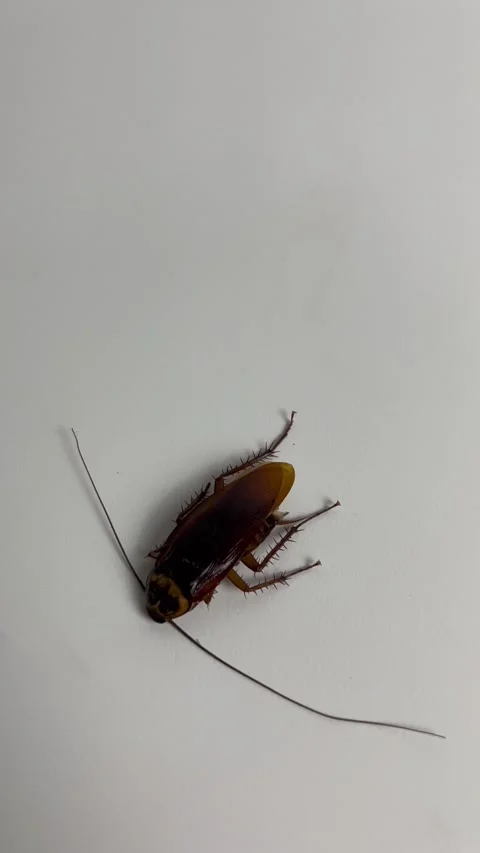 Cockroach on white background. Cockroach pest animal. Stock Footage 304989992