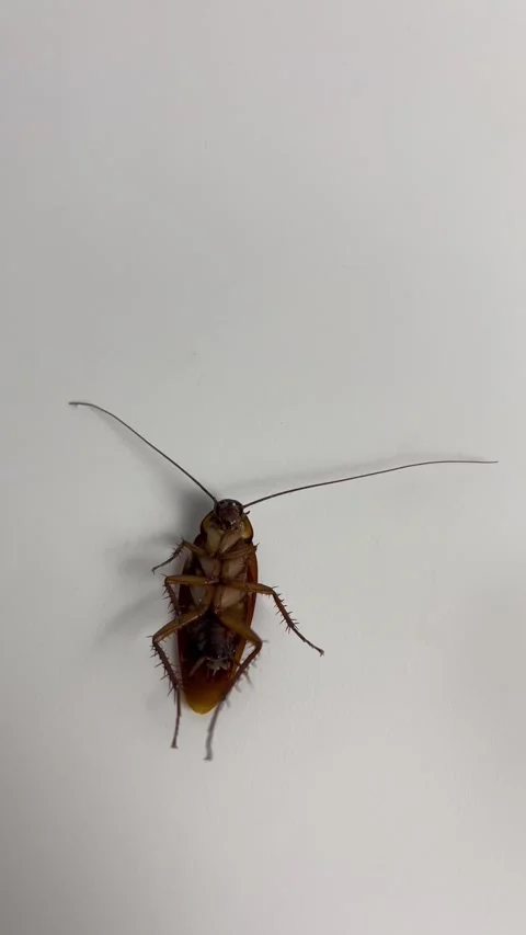 Cockroach on white background. Cockroach pest animal. Stock Footage 304989993