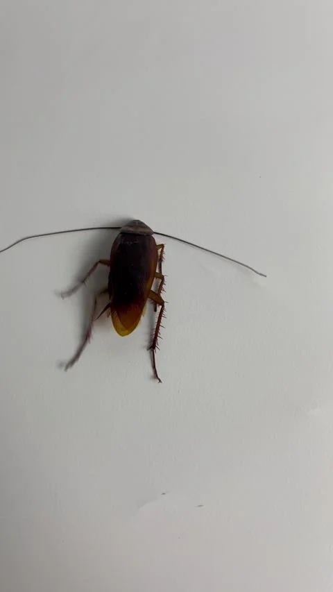 Cockroach on white background. Cockroach pest animal. Stock Footage 304990015