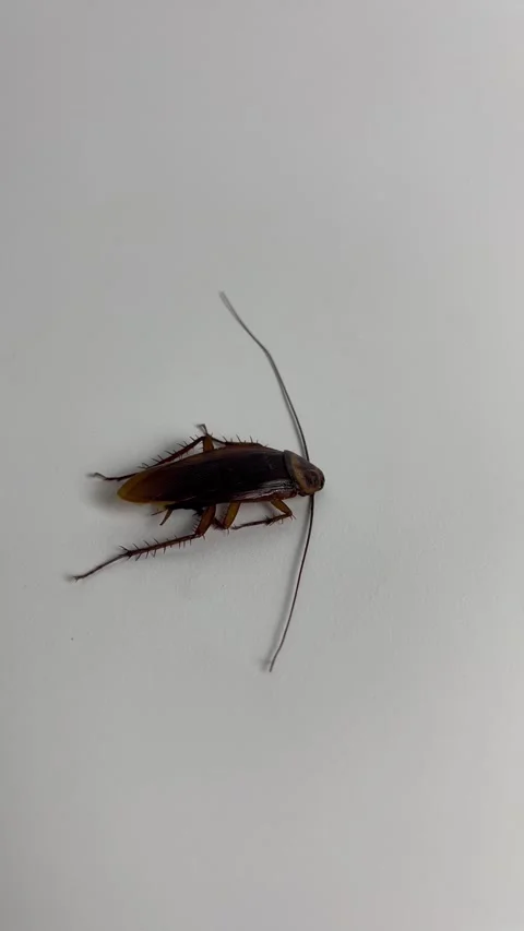 Cockroach on white background. Cockroach pest animal. Stock Footage 304990077