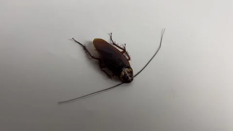 Cockroach on white background. Cockroach pest animal. Stock Footage 304990080