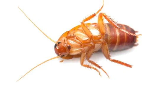 Cockroach on white background. macro Stock Photos