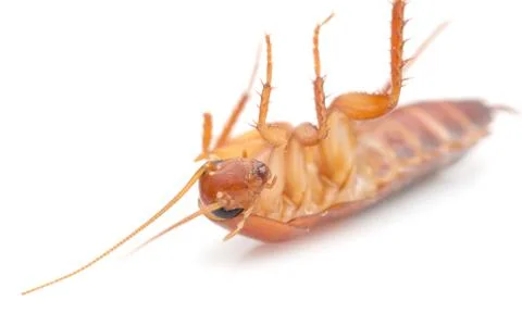 Cockroach on white background. macro Stock Photos