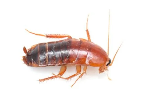 Cockroach on white background. macro Stock Photos