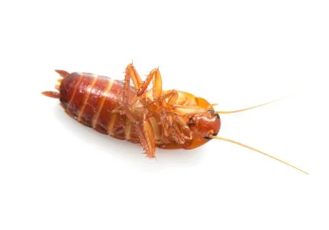 Cockroach on white background. macro Stock Photos