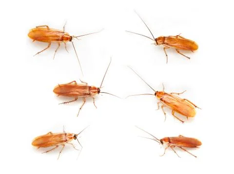 Cockroach on a white background Stock Photos