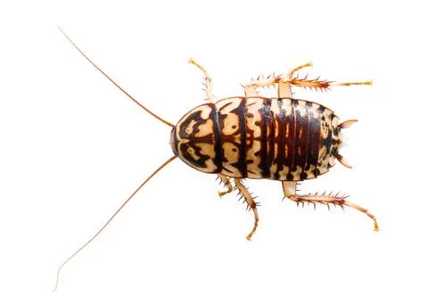 Cockroach on white background Stock Photos
