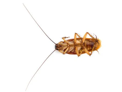 Cockroach on white background Stock Photos