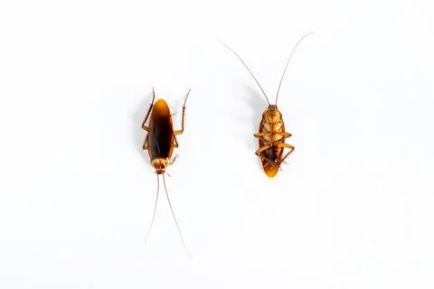 Cockroach on white background. Stock Photos