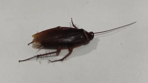 Cockroach on White Floor Pest Control Concept Stock Footage 328350138