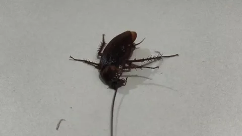 Cockroach on White Floor Pest Control Concept Stock Footage 328350139