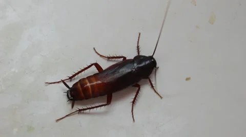 Cockroach On White Vídeo Stock 52555932