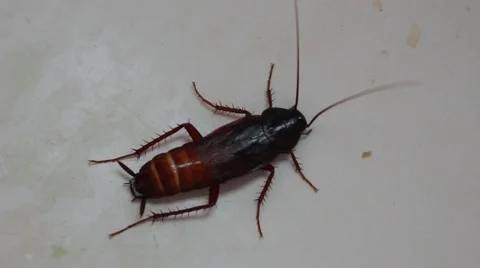 Cockroach On White 스톡 동영상 52563645