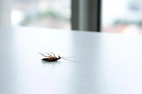 Cockroach on a white kitchen table close up Stock Photos