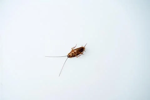 Cockroach on a white kitchen table a. Stock Photos