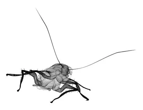 Cockroach in wire carcass Stock Illustration