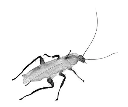 Cockroach in wire carcass Illustrazione stock