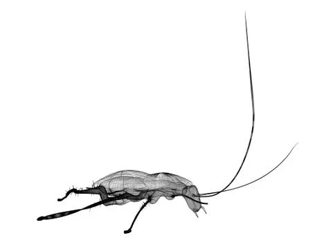 Cockroach in wire carcass 스톡 일러스트