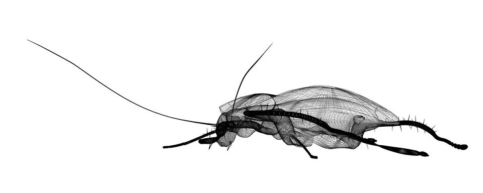 Cockroach in wire carcass Illustrazione stock