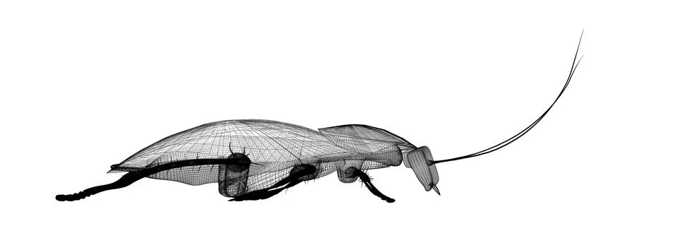Cockroach in wire carcass Illustrazione stock