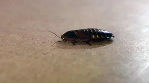 Cockroach On a Wooden Surface Video stock 61434912