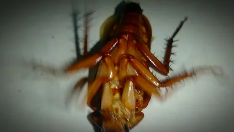 Cockroach2 Stock Footage 263178445