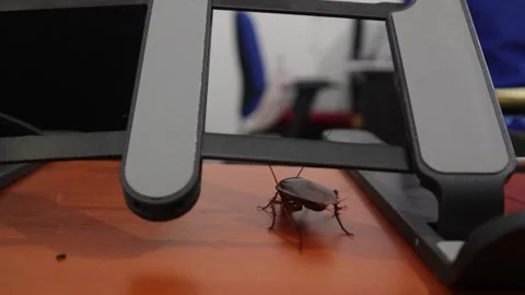 A cockroach(2) Video stock 301173400