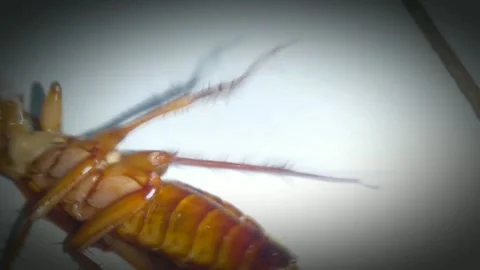 Cockroach3 Stock Footage 263178333