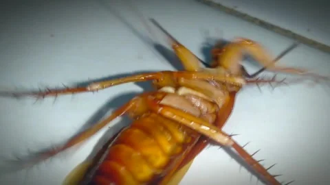 Cockroach4 Stock Footage 263178307