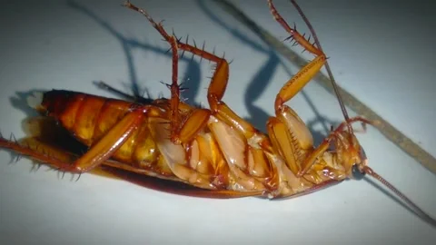 Cockroach5 Stock Footage 263177662
