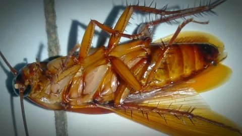 Cockroach6 Stock Footage 263177290