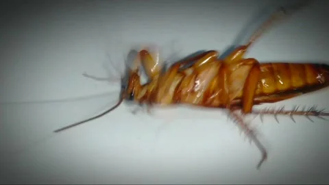 Cockroach7 Stock Footage 263177114