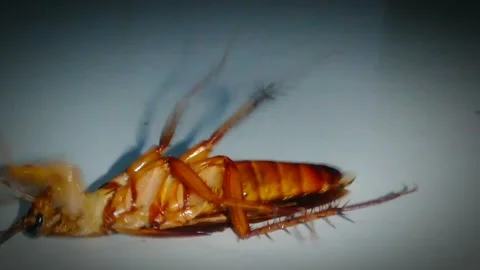 Cockroach8 Stock Footage 263176524