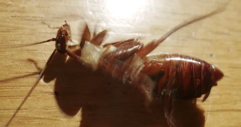 Cockroache dying lying on its back, roach poisoned. Agony. 스톡 동영상 240339265