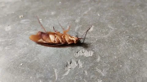 Cockroaches are upside down on the floor cement plaster floor or plaster floor Stock Footage 285590663