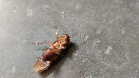 Cockroaches are upside down on the floor cement plaster floor or plaster floor Stock Footage 285590664