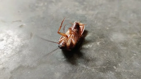 Cockroaches are upside down on the floor cement plaster floor or plaster floor 動画素材 285590665