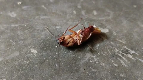 Cockroaches are upside down on the floor cement plaster floor or plaster floor Stock Footage 285590676