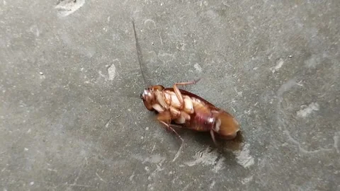 Cockroaches are upside down on the floor cement plaster floor or plaster floor Stock Footage 285590720