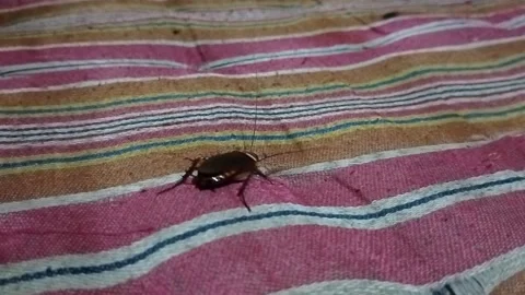 Cockroaches that come to bed at night, disgusting theme. Stock-Footage 329774513