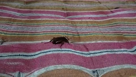 Cockroaches that come to bed at night, disgusting theme. Video stock 329774516