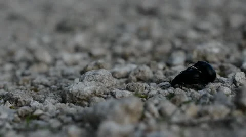 Cockroaches couple Stock-Footage 10600306