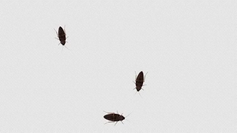 Cockroaches Crawling over Lense 3D Animation with Alpha Channel Transparency Stock Footage 300845186