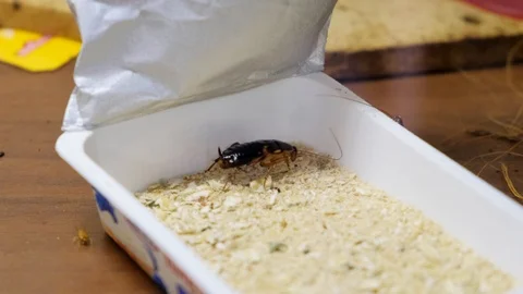 Cockroaches crawling in a white box on the table 스톡 동영상 117301651