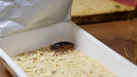 Cockroaches crawling in a white box on the table 스톡 동영상 117302834