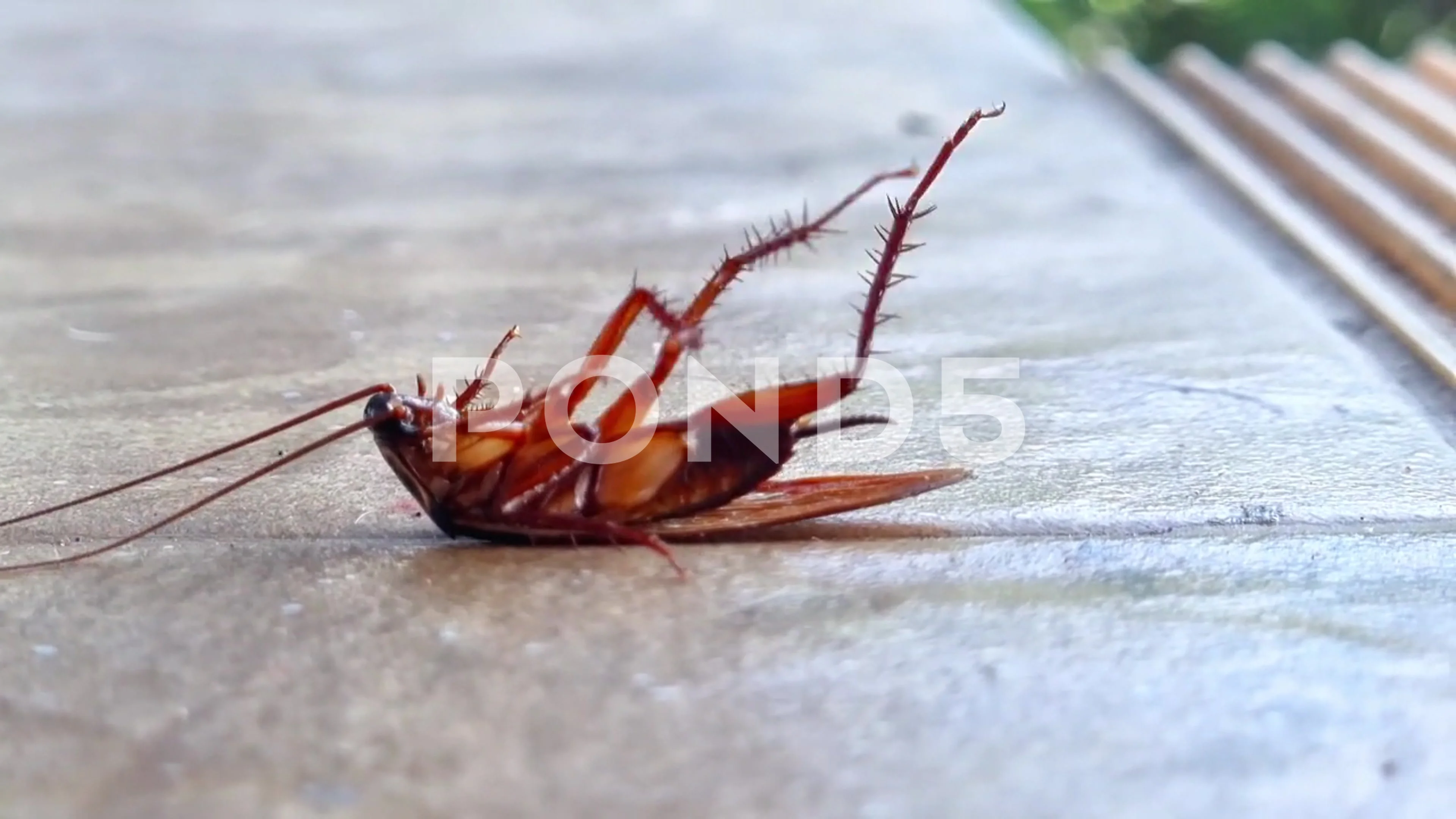 Cockroaches dying, squirming, legs trembling, twitching.