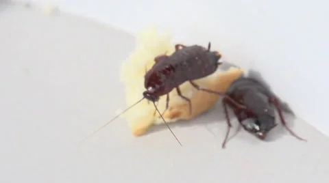 COCKROACHES eating BREAD slow motion Stock Footage 30478734