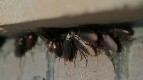 Cockroaches Stock Footage 732857