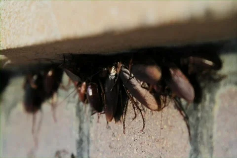Cockroaches Stock Footage 735881