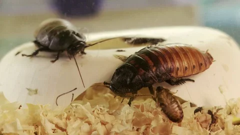 Cockroaches Video stock 78155069